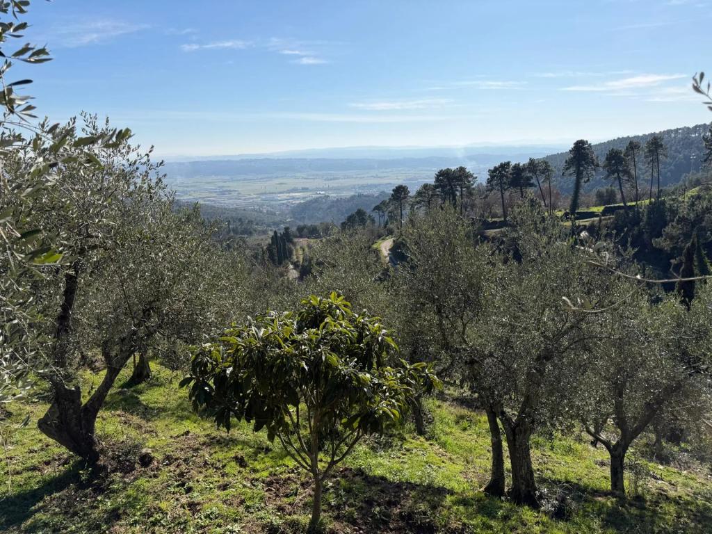 Olivenhain in der toskanischen Hügellandschaft mit Blick über das Tal